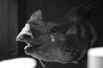 Rinoceronte sonrie a la cámara mientras se encuentra en un zoo