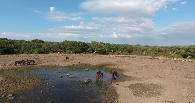 SARDINIA, ITALY  &ndash; JULY 2016 : Aerial shot over Giara di Gesturi on a beautiful day with horses in view