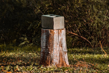 Fototapeta premium Don't Grow