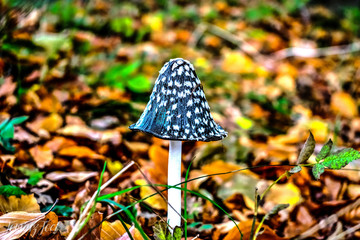 Blue mushroom © Tomasz