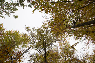Looking up in Forest - Green Tree branches nature abstract. pine forest with blue sky and sunlight 