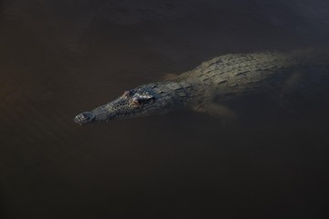 Crocodile in Everglades National Park © Kamil