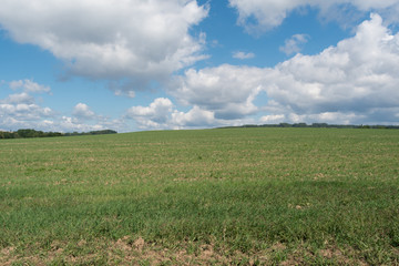 Fototapeta na wymiar Green meadow with blue sky and clouds