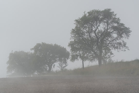 Foogy field, trees, and road