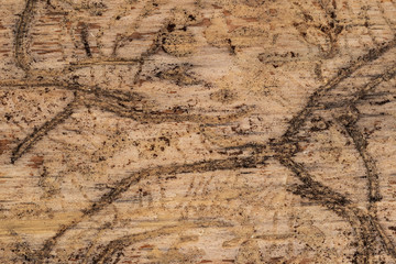 Wood attacked by bark beetles