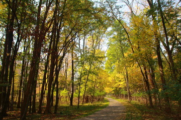 Fototapeta premium Spadek