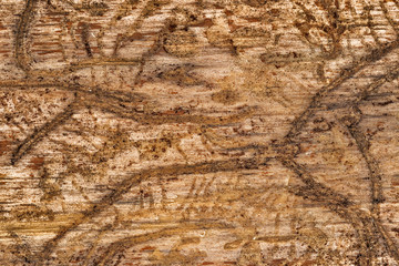 Wood attacked by bark beetles