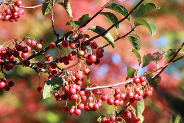 berries