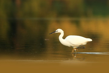 Egretta garzetta. The wild nature of the Czech Republic. Spring Glances. Beautiful nature of Europe. Big bird in water. Green color in the photo. Nice shot.
