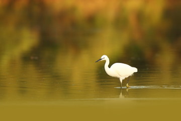 Egretta garzetta. The wild nature of the Czech Republic. Spring Glances. Beautiful nature of Europe. Big bird in water. Green color in the photo. Nice shot.