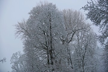 Winter picture of trees covered with snow after snowfall with pale blue sky in the background