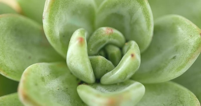 Cactus succulent plant in rotation