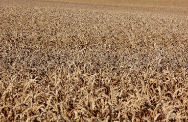 Reifes Weizenfeld im Sommer, Getreide, Weizen