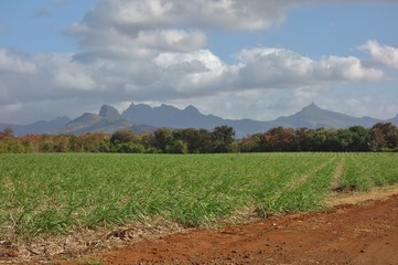 Landscape view of sugar cane fields in Mauritius