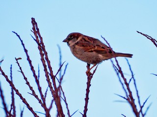 Sparrow 