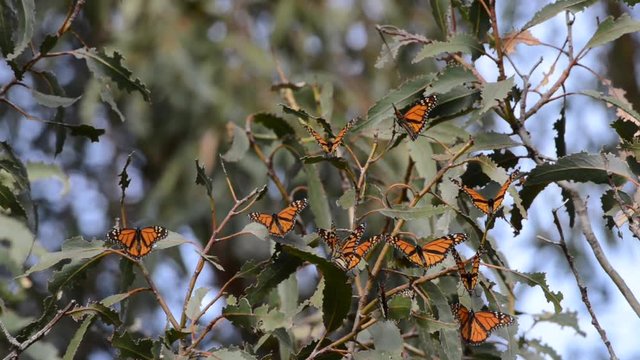 4K HD Video of many Monarch Butterflies in a Eucalyptus tree, wings fluttering. The monarch butterfly may be the most familiar North American butterfly and an iconic pollinator species.