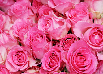 Pink rose flower in bouquet as nature background