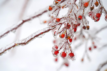 Red berry fruit and branch frozen in ice and snow