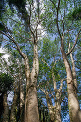 Fototapeta premium Garden of Eden Arboretum