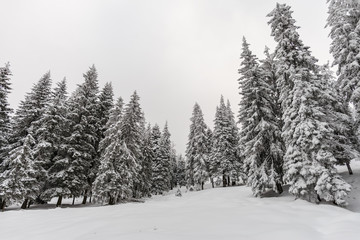 Rarau Mountains during winter covered in snow