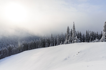 Sunrise over fir forest covered with snow during winter