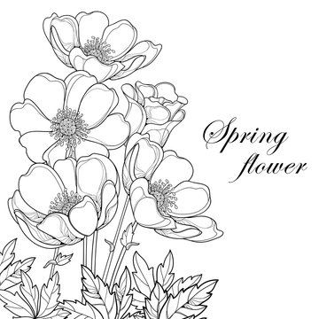Vector bouquet with outline Anemone flower or Windflower, bud and leaves in black isolated on white background. Corner composition with ornate contour Anemone for spring design or coloring book.