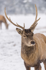 Winter shot with a Deer 