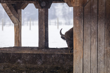 European Bison during winter in shelter