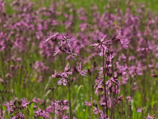 Ragged Robin flowers in a meadow