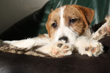 Hund im Hundebett