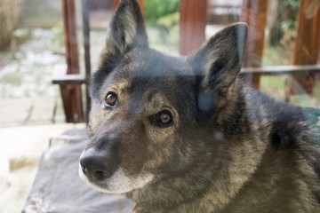 German Shepherd dog playing. Slovakia
