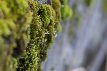 Moss on a tree trunk in the woods. Slovakia