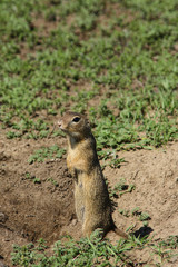 Naklejka na ściany i meble A gopher standing on two legs and being very alert on surroundings