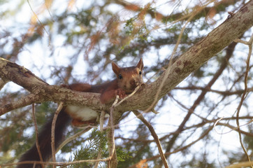 Naklejka na ściany i meble Red squirrel, over the branch of a pine tree, with a little stick in the mouth. Wildlife inside of mediterranean forest, in Spain. Limited light due to the shadow of the leaves. Soft focus.