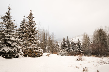 A snow covered view of a path and trees in Vail, Colorado on Christmas Day. 