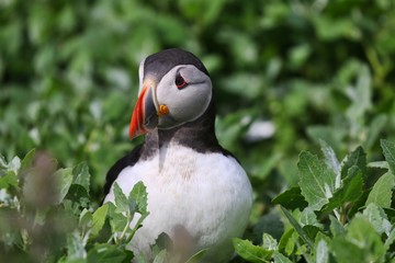 Atlantic Puffin