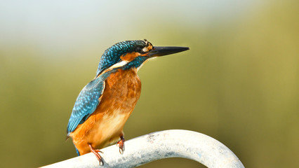 Eisvogel 