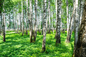 Forest in spring