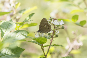 A Ringlet Butterfly feeding on bramble flowers
