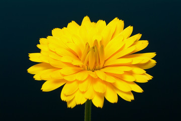 Fototapeta premium Ringelblume