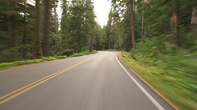 Mount Rainier National Park Driving Template Rain Forest Washington USA