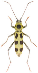 Fototapeta premium Long-horned beetle Chlorophorus herbstii isolated on white background, dorsal view of longhorn beetle