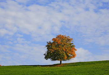 Freistehender Baum im Herbstlaub auf einer Wiese