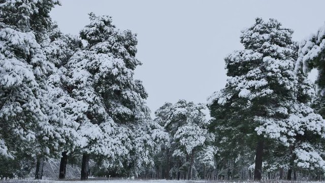 Snowy pine trees on a winter landscape. Fir tree is covered by ice in winter.