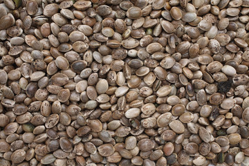 Hanfsamen oder Hanfnüsse, Canabis sativa, Lebensmittel und Naturheilkunde