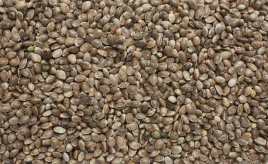 Hanfsamen oder Hanfnüsse, Canabis sativa, Lebensmittel und Naturheilkunde