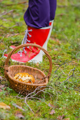 Harvesting chantarelles in wet forest wearing red gumboots. Natural organic food from wilderness. © Eero