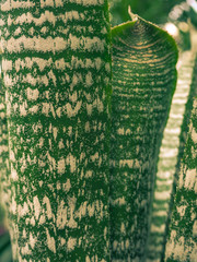 The texture of green leaves. Bromeliads.
