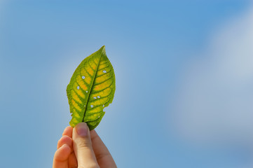 Hand holding autumn leaf on light blue sky background with soft clouds