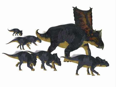 Chasmosaurus Dinosaur with Young - Chasmosaurus was a herbivorous ceratopsian dinosaur that lived in Alberta, Canada during the Cretaceous period.